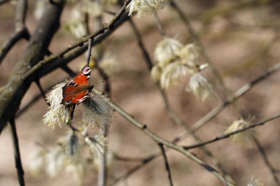 Frühling