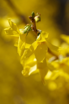 Forsythie im Frühling