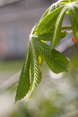 Wie ein Blatt im Wind ...