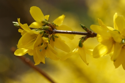 Die Forsythie blüht wieder...