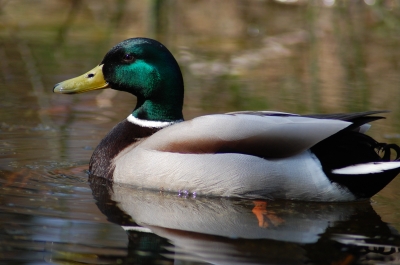 Ente05