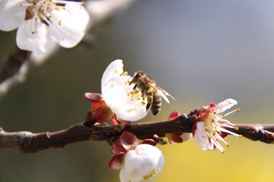 Biene auf Marillenbaumblüte