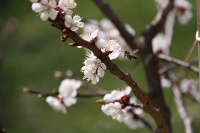 Marillenbaumblüten mit Biene