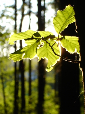 Blatt im Sonnenschein