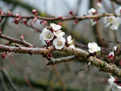 Kirschblüte