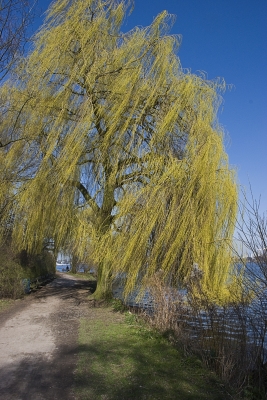 Weg an der Alster