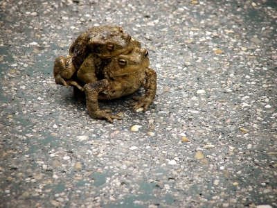 Frog on Street