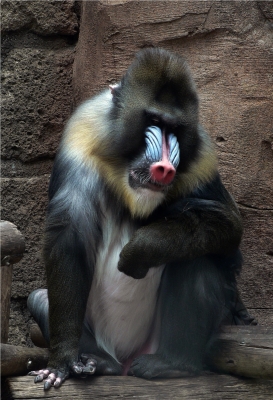 Mandrill