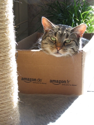 Yogi in the box