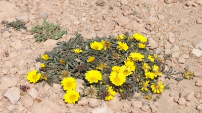 Blume auf Stein