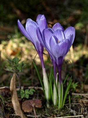 endlich Frühling