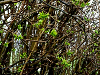 Frühling 2009 Knospen