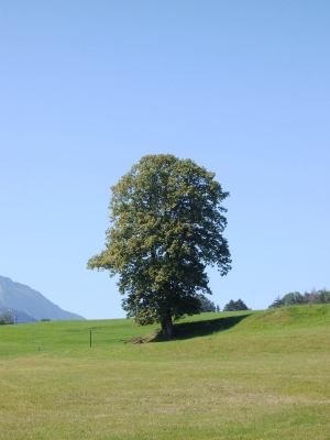 Baum auf Wiese