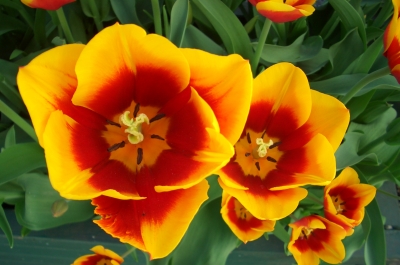 Tulpen