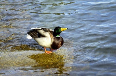 Bodensee Lindau 10 - Ente