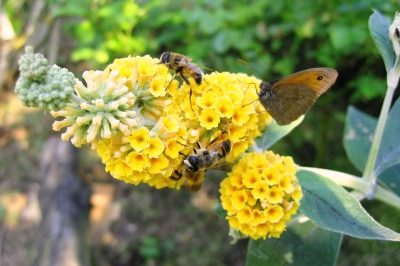 Insekten auf gelbem Sommerflieder