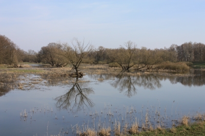 Frühjahrshochwasser an der Oder