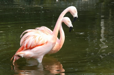 badende Flamingos