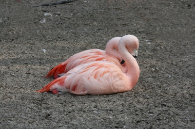 müde Flamingos
