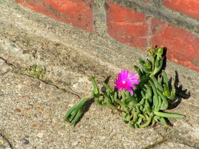 Eine unbekannte Lila Blüte im Bürgersteig
