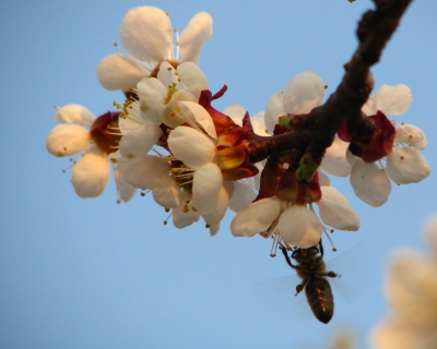 Frühling