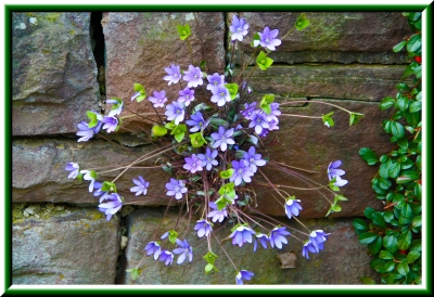 Mauerblümchen