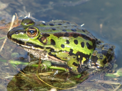 1. Frosch 2009