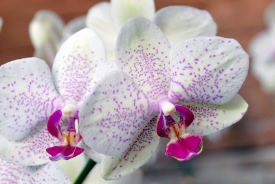 Orchideen 5
