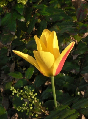 Tulpe 3