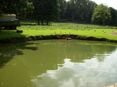 Hirsche im Wasser