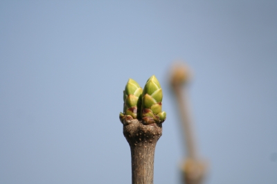 Frühling