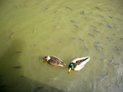 Enten und kleine Fische