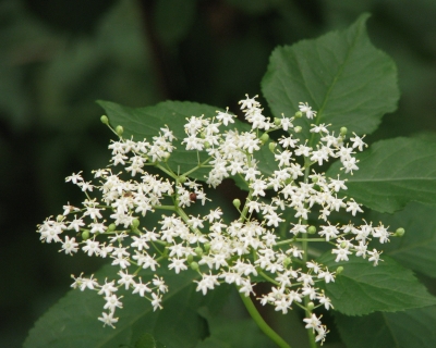 Holunderblüte