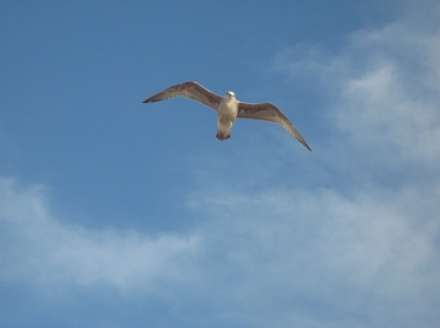 Frei wie der Wind