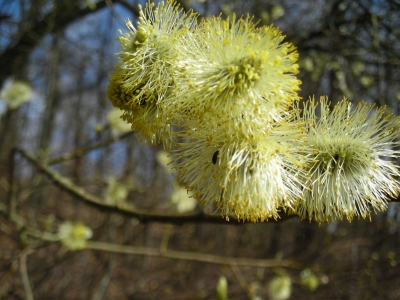 Weidenkätzchen