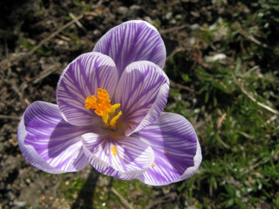 Krokus blau/weiss