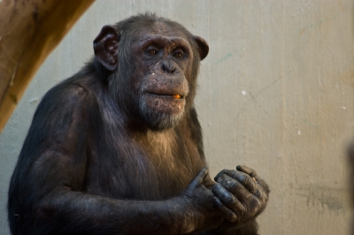 Schimpansen Porträt