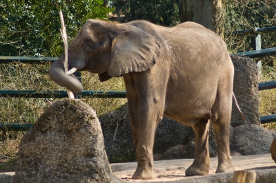 Elefant mit Ast