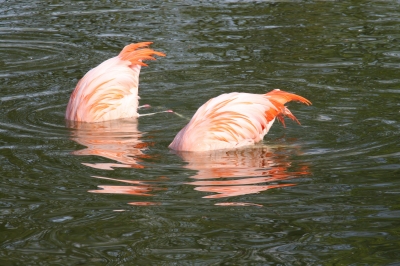 Badetag für Flamingos - 1