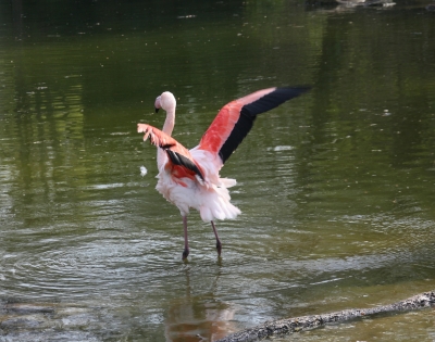 Badetag für Flamingos - 2