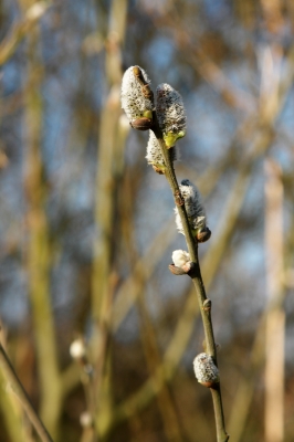 Frühlingsgefühle Teil 3