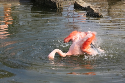 Badetag für Flamingos - 3