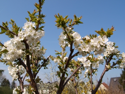 frühlingserwachen 2