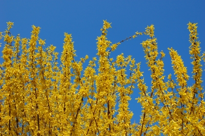 Frühlings-Gelb #3
