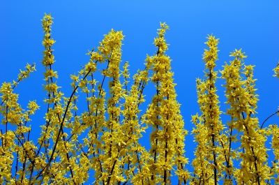 Frühlings-Gelb #5