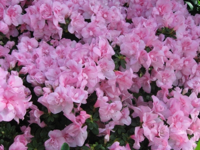 Rhododendron 3