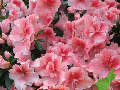 Rhododendron 4