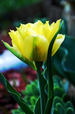 gelbe tulpe