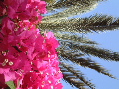 Palmen-Blumen