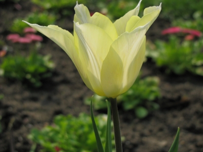 gelbe aufgehende Tulpe